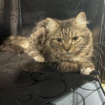 Rescue Persian Cats for Adoption in Austintown, Ohio - Simba | PetCurious