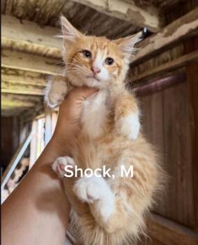 Shock -  Domestic Long Hair Cat for Adoption in Shrewsbury, Massachusetts - Shock | PetCurious
