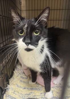 Lucy -  Domestic Short Hair Cat for Adoption in Saint Clairsville, Ohio - Lucy | PetCurious