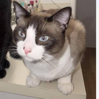 Frankenstein -  Domestic Short Hair Cat for Adoption in Woodinville, Washington - Frankenstein | PetCurious