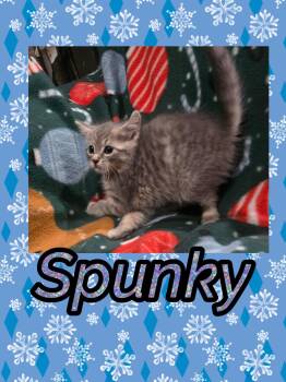 Rescue Domestic Short Hair Cats for Adoption in Bendersville, Pennsylvania - Spunky And Augusta (Bonded) | PetCurious