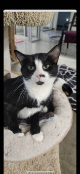 Rescue Domestic Short Hair Cats for Adoption in Bartlesville, Oklahoma - Jett | PetCurious