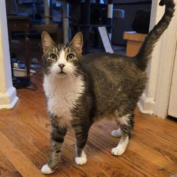 Carl (extra large senior lap cat) -  Domestic Short Hair Cat for Adoption in Huntington, New York - Carl (extra Large Senior Lap Cat) | PetCurious