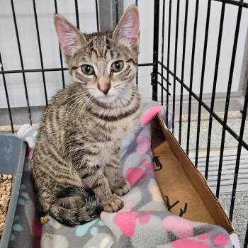 Domestic Short Hair Cats Available for Adoption in Oneonta, New York - Tabitha | PetCurious