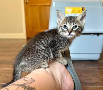 Jabberwocky -  Domestic Short Hair Cat for Adoption in Kennewick, Washington - Jabberwocky | PetCurious