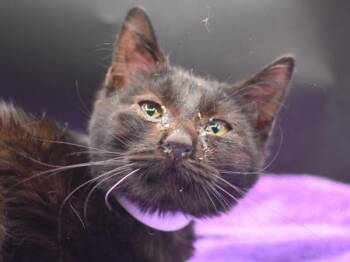 Domestic Short Hair Cats Available for Adoption in Portland, Oregon - Morpheus | PetCurious