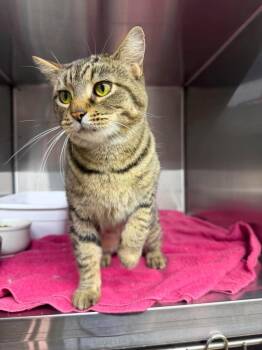 Velma -  Domestic Short Hair Cat for Adoption in Lagrange, Indiana - Velma | PetCurious