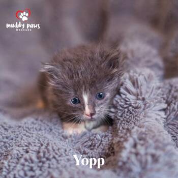 Domestic Short Hair Cats Available for Adoption in Council Bluffs, Iowa - Seuss Litter:  Yopp | PetCurious
