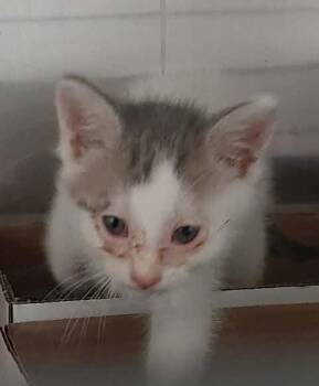 Bayou -  Domestic Medium Hair Cat for Adoption in Georgetown, Ohio - Bayou | PetCurious