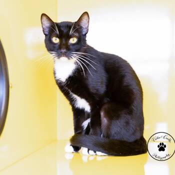 Lucky -  Domestic Short Hair Cat for Adoption in Abilene, Texas - Lucky | PetCurious