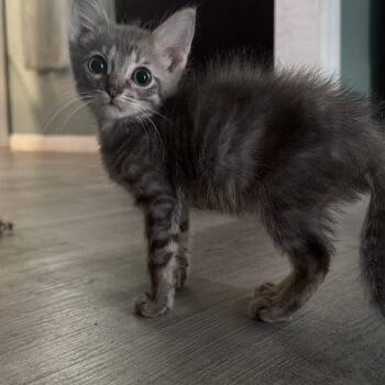 Jack Jack -  Domestic Short Hair Cat for Adoption in Tampa, Florida - Jack Jack | PetCurious