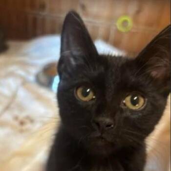 Liz (26-4756) -  Domestic Short Hair Cat for Adoption in Gordonsville, Tennessee - Liz (26-4756) | PetCurious