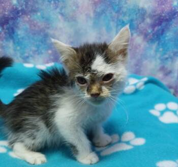 Domestic Medium Hair Cats Available for Adoption in Washington Court House, Ohio - Elijah | PetCurious