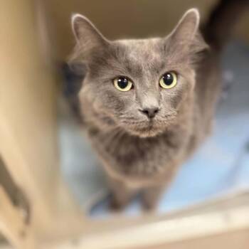 Gatsby -  Domestic Medium Hair Cat for Adoption in Jacksboro, Tennessee - Gatsby | PetCurious