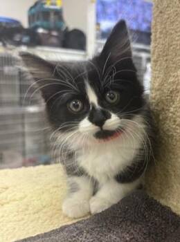 Moondancer -  Domestic Long Hair Cat for Adoption in Los Angeles, California - Moondancer | PetCurious