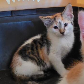 Domestic Short Hair Cats Available for Adoption in Melrose, Florida - Bettony | PetCurious