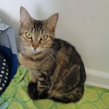 Relm -  Domestic Short Hair Cat for Adoption in Redmond, Washington - Relm | PetCurious