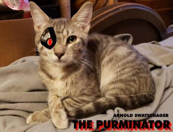 Rescue Domestic Short Hair Cats for Adoption in Pasco, Washington - Arnold | PetCurious