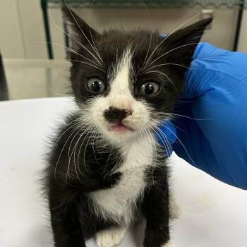 Axe -  Domestic Short Hair Cat for Adoption in Las Cruces, New Mexico - Axe | PetCurious