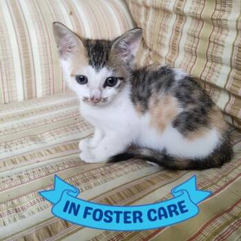 MOLLY -  Domestic Short Hair Cat for Adoption in Tallahassee, Florida - MOLLY | PetCurious