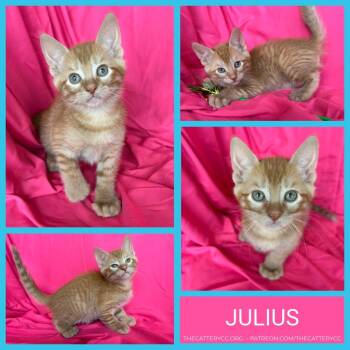 Domestic Long Hair Cats Available for Adoption in Corpus Christi, Texas - Julius | PetCurious