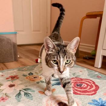 Briar -  Domestic Short Hair Cat for Adoption in Tustin, California - Briar | PetCurious