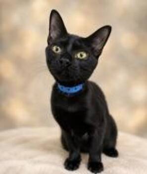 Roofus -  Domestic Short Hair Cat for Adoption in Portsmouth, Ohio - Roofus | PetCurious