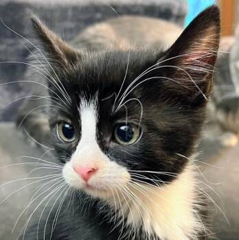 Daisy -  Domestic Short Hair Cat for Adoption in Lenexa, Kansas - Daisy | PetCurious