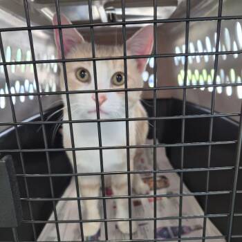 Curt -  Domestic Short Hair Cat for Adoption in Montgomery, Alabama - Curt | PetCurious