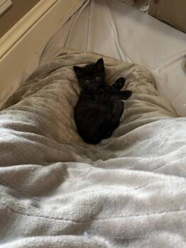Cocoa -  Domestic Short Hair Cat for Adoption in Horn Lake, Mississippi - Cocoa | PetCurious