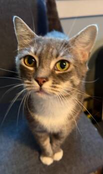 Rescue Tabby Cats for Adoption in Greenville, Delaware - Twilight (FCID# 07/14/2025 - 65 West Chester PS) D | PetCurious