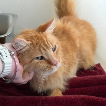 Tyson -  Domestic Long Hair Cat for Adoption in Hopewell, Virginia - Tyson | PetCurious