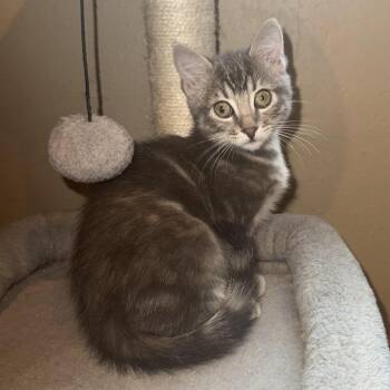 Shadow -  Domestic Short Hair Cat for Adoption in Los Angeles, California - Shadow | PetCurious