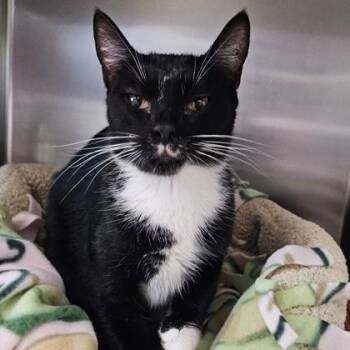 DJ -  Domestic Short Hair Cat for Adoption in Schenectady, New York - DJ | PetCurious