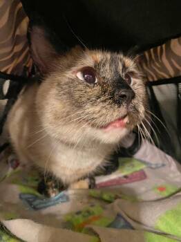Siamese Cats Available for Adoption in Phoenix, Arizona - Diva Daisy | PetCurious