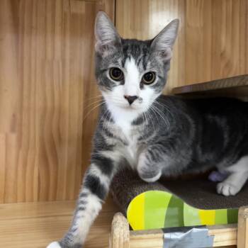 Rescue Domestic Short Hair Cats for Adoption in Yucca Valley, California - Juno | PetCurious