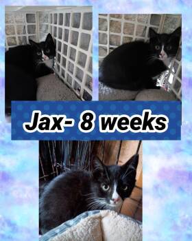 Jax -  Domestic Short Hair Cat for Adoption in Liberty, New York - Jax | PetCurious