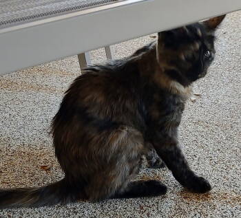 Rescue Domestic Short Hair Cats for Adoption in Phoenix, Arizona - Sassy | PetCurious