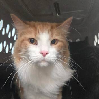 Frederiko (Fred) -  Domestic Long Hair Cat for Adoption in San Jacinto, California - Frederiko (Fred) | PetCurious