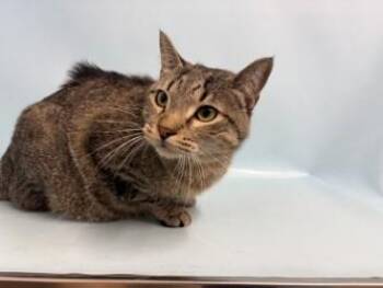 Sage -  American Shorthair and Domestic Short Hair Cat for Adoption in Golden Valley, Minnesota - Sage | PetCurious