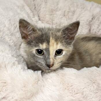 Sansa -  Domestic Short Hair Cat for Adoption in East Hampton, New York - Sansa | PetCurious