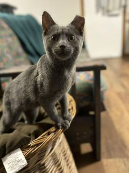 Rescue Domestic Short Hair Cats for Adoption in Shakespeare, Ontario - Mercedes | PetCurious