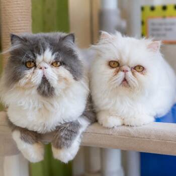 Luna and Marlow -  Persian Cat for Adoption in Pontiac, Michigan - Luna And Marlow | PetCurious