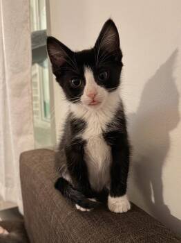 Anakin -  Domestic Short Hair Cat for Adoption in Herndon, Virginia - Anakin | PetCurious