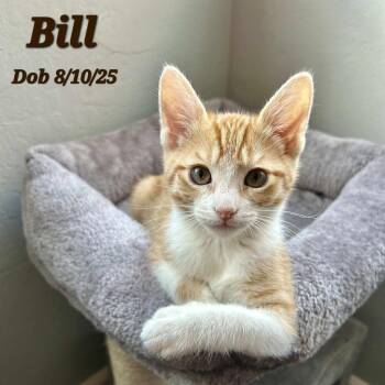 Rescue Domestic Short Hair Cats for Adoption in Clayton, California - Bill | PetCurious