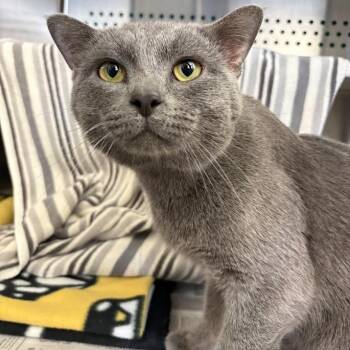Ollie -  Domestic Short Hair Cat for Adoption in Pittsburgh, Pennsylvania - Ollie | PetCurious