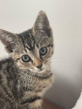 Scarlett -  Tabby and Domestic Short Hair Cat Available for Adoption in Buford, Georgia - Scarlett | PetCurious