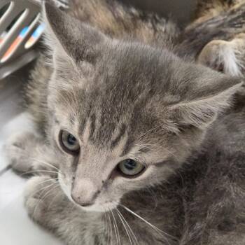 Odin -  Domestic Short Hair Cat for Adoption in Leander, Texas - Odin | PetCurious