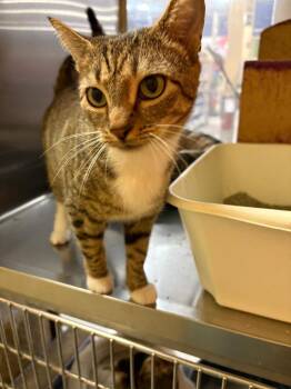 Rescue Domestic Short Hair Cats for Adoption - Juliet | PetCurious