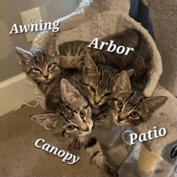 Arbor, Patio, Canopy, and Awning -  Domestic Short Hair Cat for Adoption in Bentonville, Arkansas - Arbor, Patio, Canopy, And Awning | PetCurious